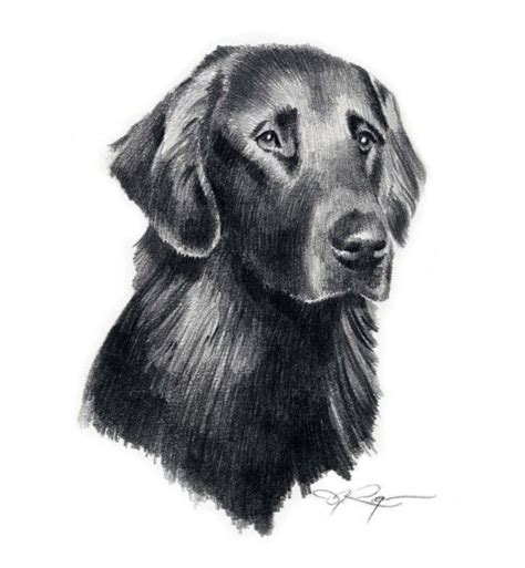 Flat Coated Retriever Dog Art Print By Artist D J Rogers Etsy Dog