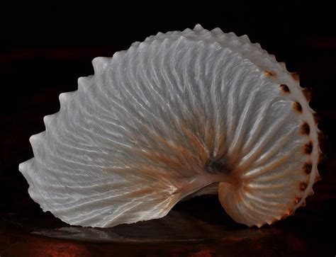 Paper Nautilus Folding Structure Dragonfly Photography Nautilus Shell