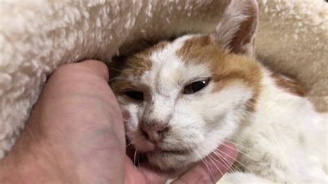 愛されベテラン地域猫、終の住処でその瞳を閉じる The Old Feral Cat Tsuyoshirip Youtube