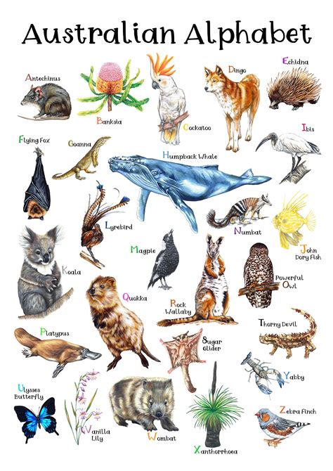 Australian Wildlife Alphabet Poster Hand Drawn Aussie Animals Etsy