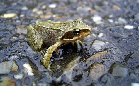 50 Free Frog Wallpapers And Screensavers Wallpapersafari