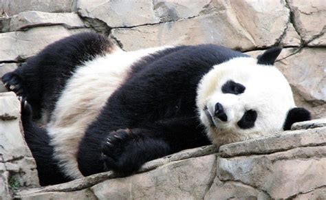 Live Birth Broadcast Cancelled After Panda Fakes Pregnancy To Get More Food