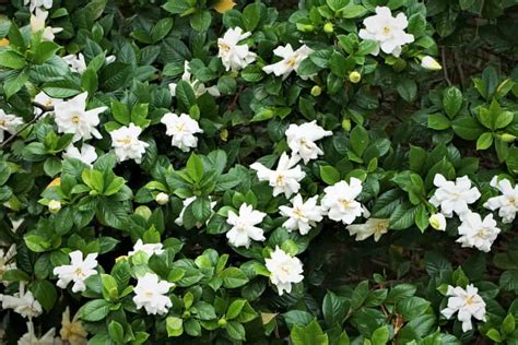 How To Plant Gardenia Flower Complete Growing And Care Tips