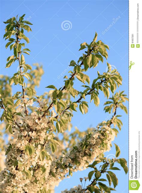 Fruit Trees In Bloom In The Spring Against The Sky Stock Image Image