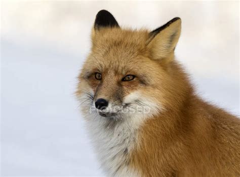 Portrait Of Adult Red Fox Against Snowy Background — One Animal