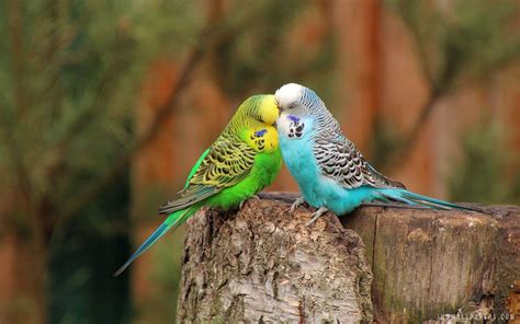 Budgie Wallpapers Wallpaper Cave