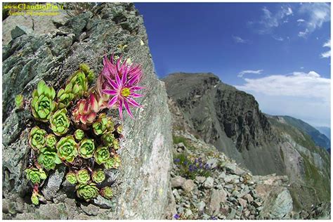 Download file pdf fiori di montagna italian edition. Fiori di montagna, Flowers altitude, Flores de altitud, fiori alpini, montagna immagini, foto ...