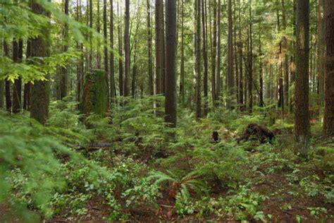 Pacific Northwest Second Growth Forest Stock Photo Download Image Now