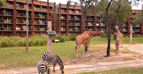 Guide To Disney Animal Kingdom Lodge Resort Disney Insider Tips