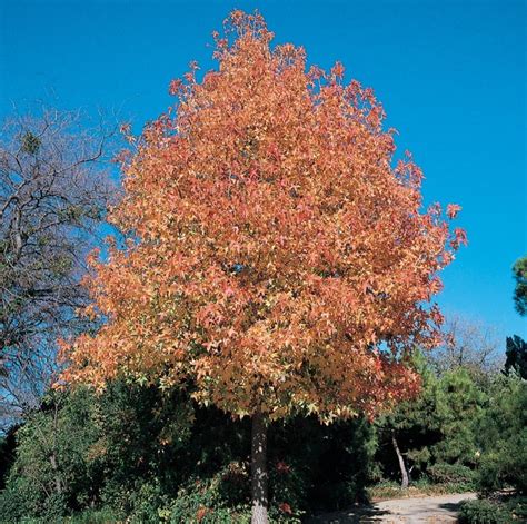 Redspire Flowering Pear Plants Bulbs And Seeds At