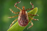 What Causes Rocky Mountain Spotted Fever (RMSF)? - 2013s1-34b-rmsf