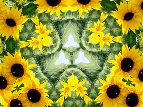 Sunflower Kaleidoscope Photograph By Maureen Rose Fine Art America