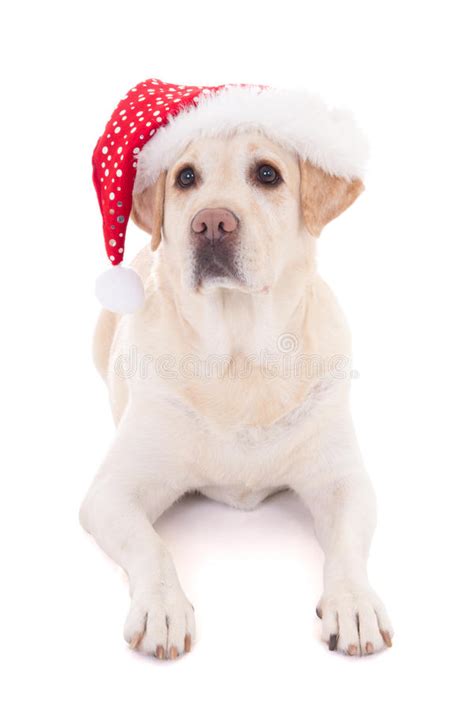Christmas Banner Dog Stock Photo Image Of Blank Copy 33402640