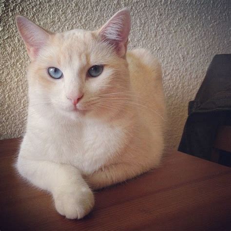 My Kitty Ivy Flamepointsiamese Flame Point Siamese Tap