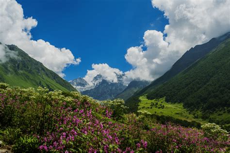 Valley of flowers is truly an independent film compare to giant 35million dollar fountain with star cast. Valley of Flowers Trek - A COMPLETE Travel Guide for Travelers