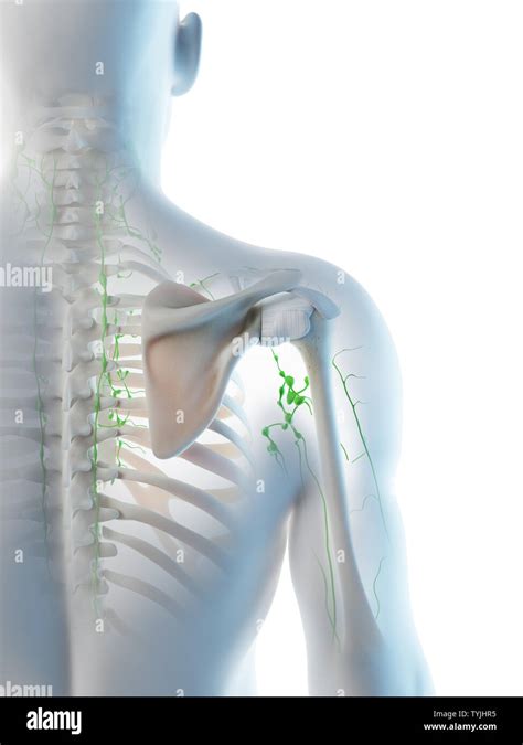 3d Rendered Illustration Of A Mans Lymph Nodes Of The Shoulder Area