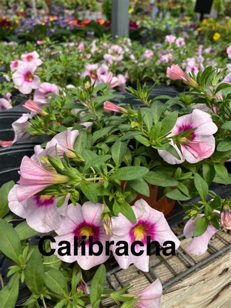 Calibrachoa Bengert Greenhouses