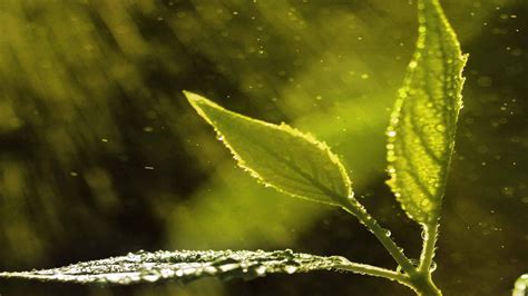 Nature Rain Drops On Leaves Image Hd Wallpapers
