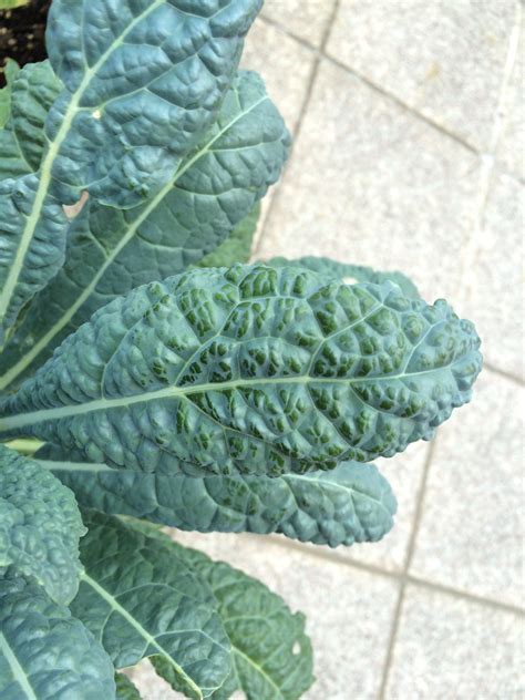 Kale Why Are The Kale Leaves Turning Shiny White