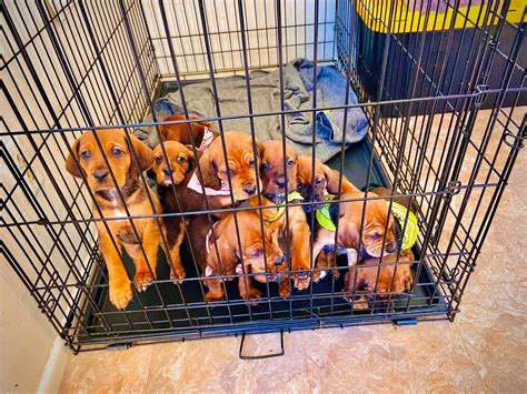 Redbone Coonhound Puppies For Sale Tulsa Ok 319845