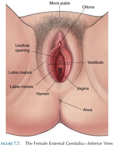 The External Genitalia Female Reproductive System