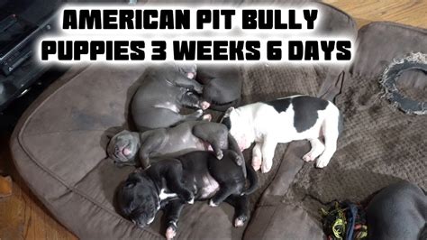 Use the following search parameters to narrow your results American Pit Bully Puppies - 3 Weeks and 6 Days - YouTube