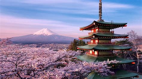 Hd Wallpaper Cherry Blossom Volcano Mountain Fuji Mount Fuji