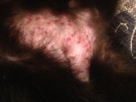 My Cat Has A Bad Skin Rash On Her Stomach And Is Loosing Fur Petcoach