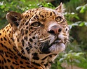 Fichier:Jaguar at Edinburgh Zoo.jpg — Wikipédia
