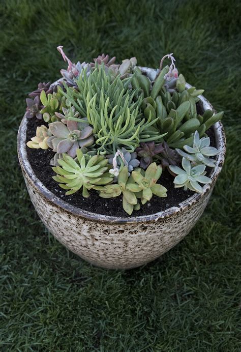 Outdoor Succulent Planter Diy Room For Tuesday