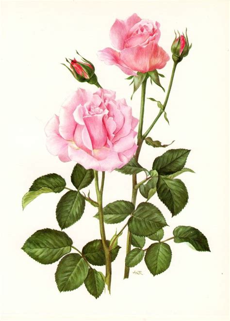 Vintage Tea Rose Botanical Print Pink Sensation Rose Ht Eg