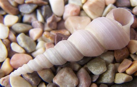 Pictures Of Seashells Pink Auger Spiral Sea Shells