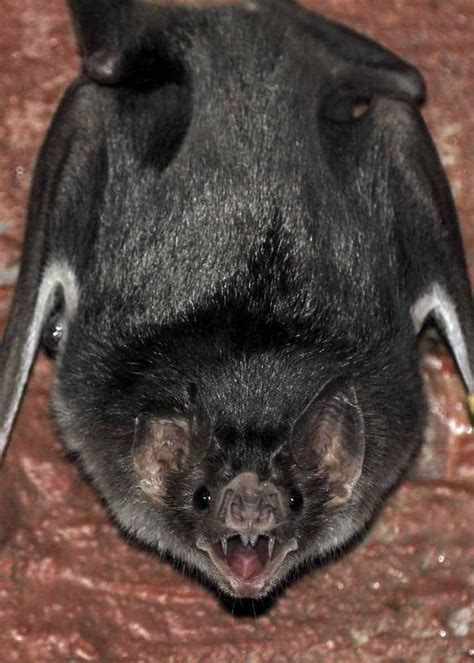 A Bat With Its Mouth Open On The Ground
