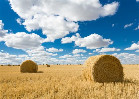 Most Valuable Crops Grown In North Carolina Many You Can Find In Enc