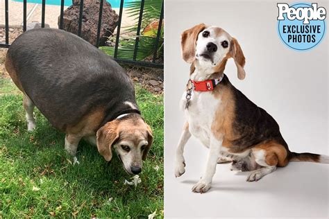 Wolfgang The Obese Beagle Loses Half His Size And Finds His Forever Home