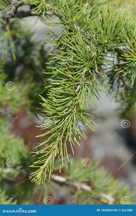 Sargentii Cedar Photos Free And Royalty Free Stock Photos From Dreamstime