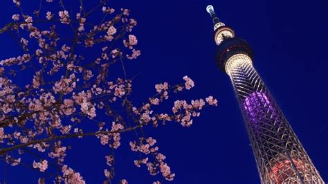 Tokyo Sky Tree And Cherry Blossom Japan Nihongo Asian Love