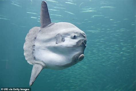 Giant Sunfish Found Stranded On Australian Beach Mistaken For A