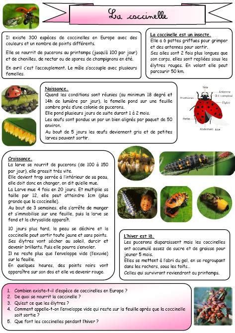 Lecture Documentaire Ce1 En Images Coccinelle Ap French French Kids
