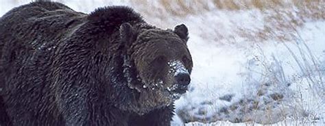 Officials Confirm Grizzly Bear Hunted Last Year Was Yellowstones