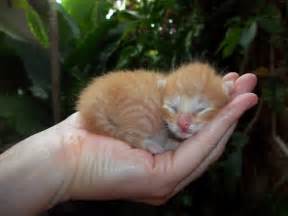 15 Super Cute Hand Sized Baby Animals Part 2