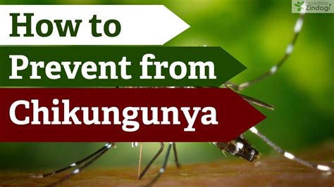 How To Prevent From Chikungunya Youtube