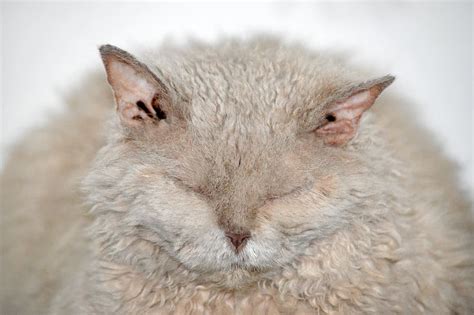 Hd Wallpaper Cat Thick Fat Small Head Body Lazy Fluffy Animal