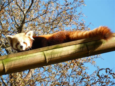 Conservation Dans Les Parcs Animaliers Présentation Du Panda Roux
