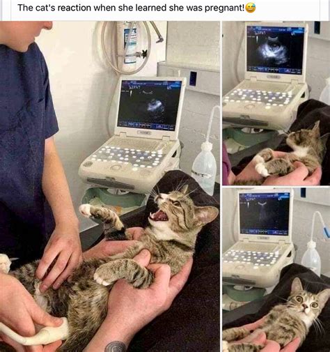 Im Pregnant Funny Cat Memes Cute Animals Cute Funny Animals