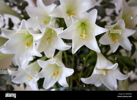 Bunch Of White Easter Lilies Stock Photo Alamy