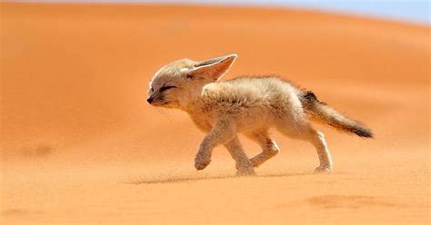 Youve Met The Worlds Smallest Wild Cat This Is The Worlds Smallest Canidae The Fennec Fox