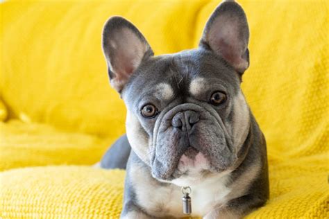 40 French Bulldog Facts Too Adorable To Miss