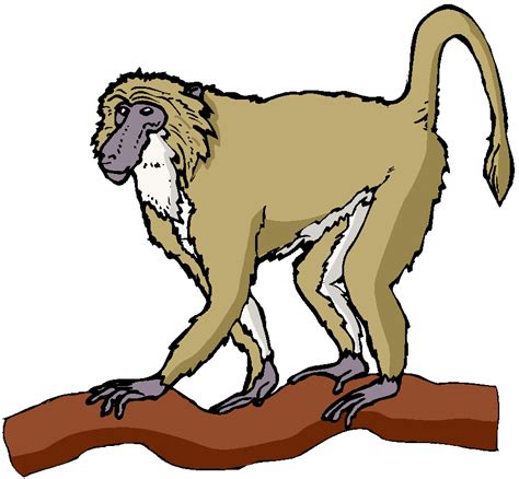 Rainforest Monkey Clipart 3 Wikiclipart