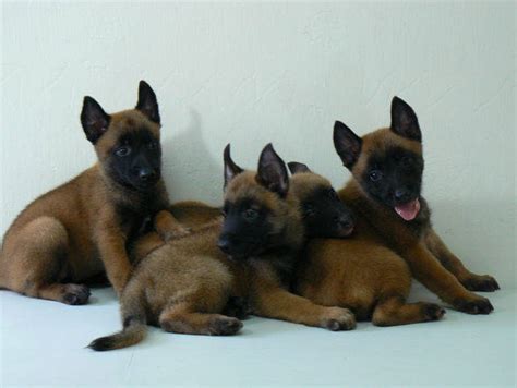 Puppies are akc reg and in perfect health. Belgian Malinois puppy for sale Dogshop101 com FOR SALE ...
